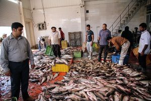 ماهی هوور ارزان قیمت