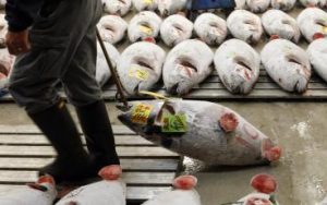 ماهی گیدر صادراتی 