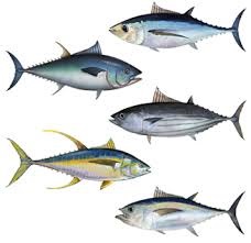 قیمت ماهی تن