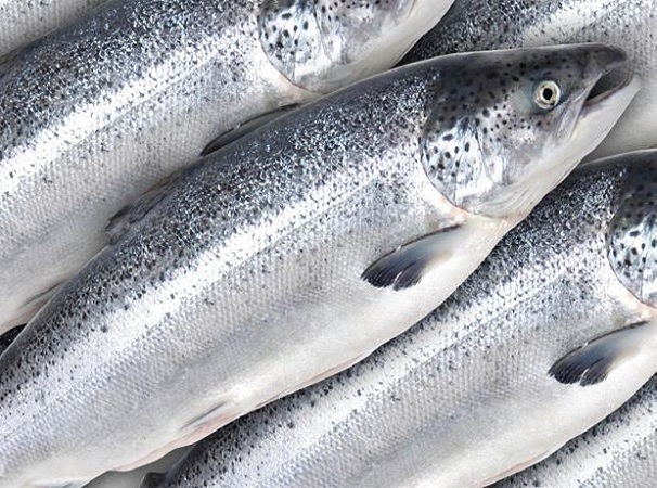 خرید ماهی سالمون صادراتی