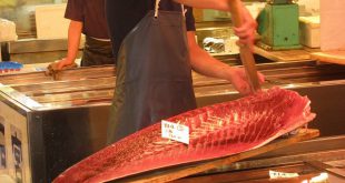 فروش فیله ماهی گیدر