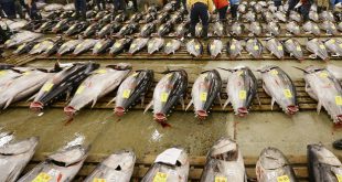 فروشندگان عمده ماهی گیدر