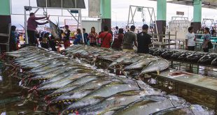خرید و فروش ماهی هوور
