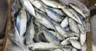 ماهی زرده ارزان قیمت