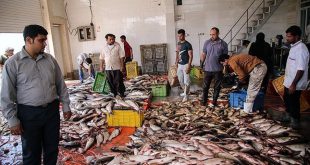 ماهی هوور ارزان قیمت
