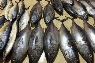 قیمت ماهی هوور